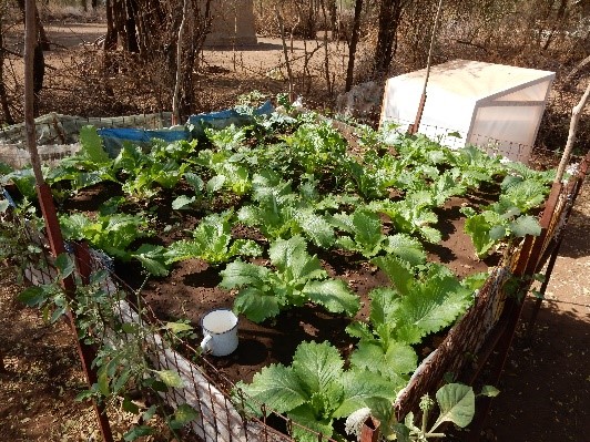 Picture of vegetation plants being grown