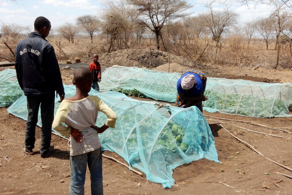 Two children and an adult stand near several long, low garden beds covered with curved frames and fine blue netting. Another adult leans over one of the beds, inspecting the plants inside. The surrounding landscape is dry with scattered trees, and the sky is clear.