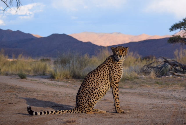cheetah sitting with grass and mountains in background